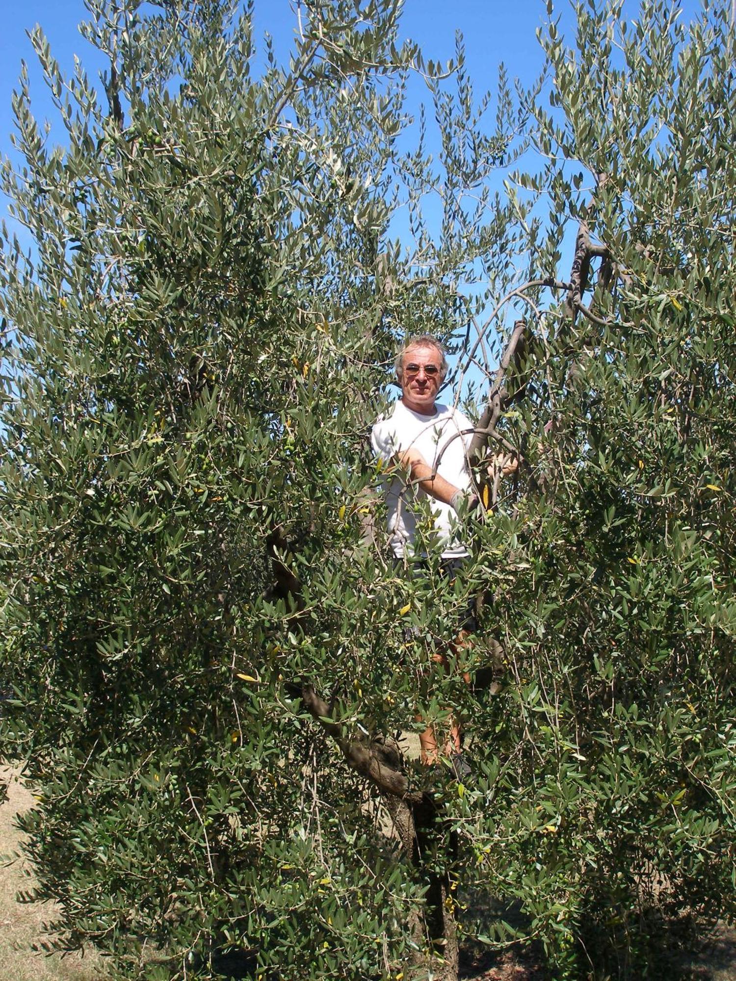 Podere Bellavista ซานจีมิญญาโน ภายนอก รูปภาพ