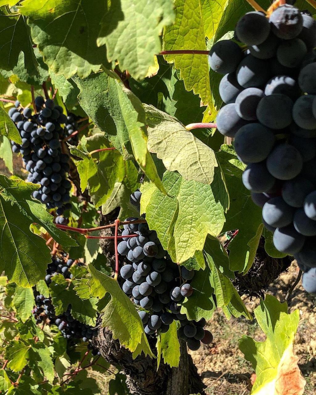 Podere Bellavista ซานจีมิญญาโน ภายนอก รูปภาพ