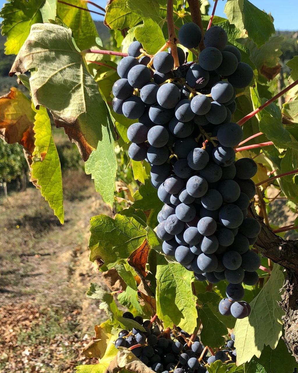 Podere Bellavista ซานจีมิญญาโน ภายนอก รูปภาพ